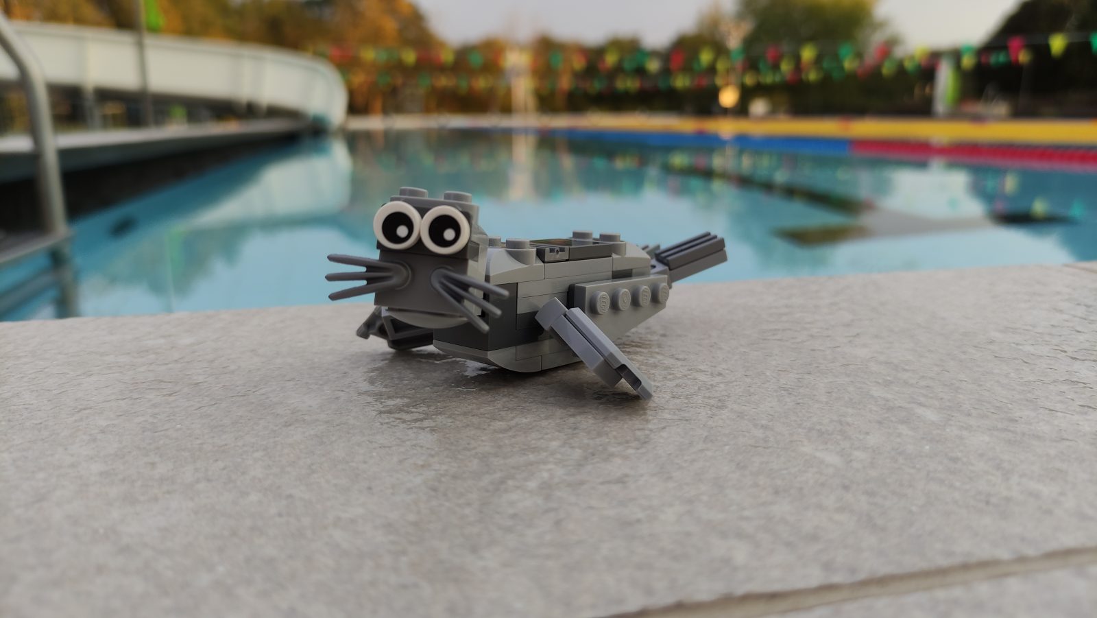 Grijze zeehond